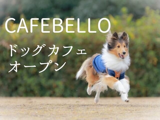 ドッグカフェ【CafeBello】防府市にオープン!ドッグランも併設