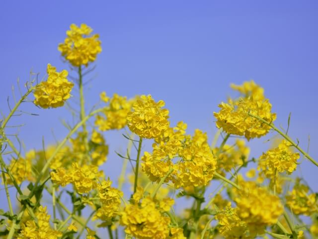 むつみ菜の花まつり2024開催!!日程やイベントは?約570万本の菜の花で幸せいっぱい