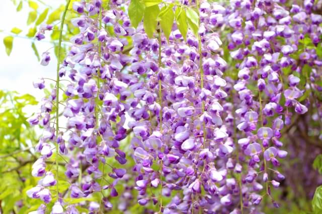 山口県の藤の名所5選・絶景を楽しめる癒しスポットを紹介