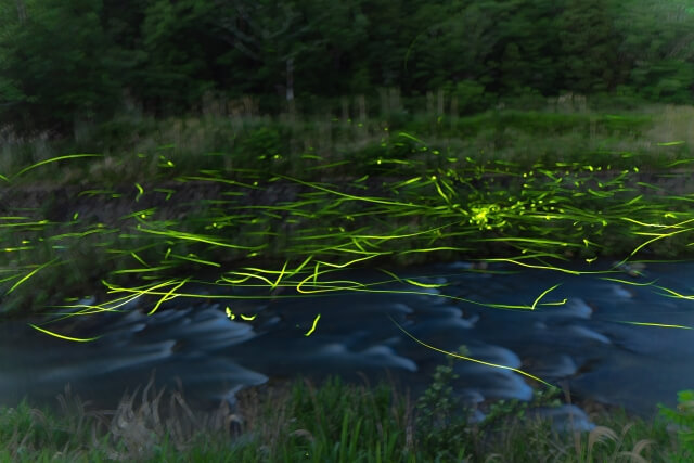 【山口県のホタル観賞スポット】見ごろの時期は?自然豊かなホタルの名所まとめ