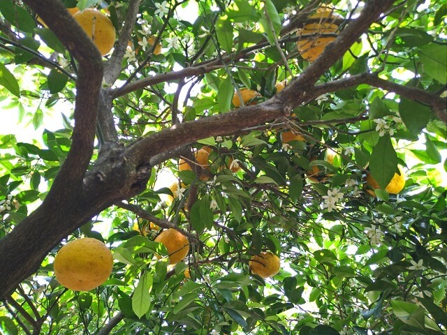 【萩・夏みかんまつり2024】かんきつ公園で開催・夏みかんづくしのイベント!