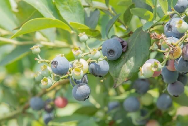 ブルーベリー狩り【山口県】時期はいつ?料金は?食べ放題や収穫体験ができるスポット紹介