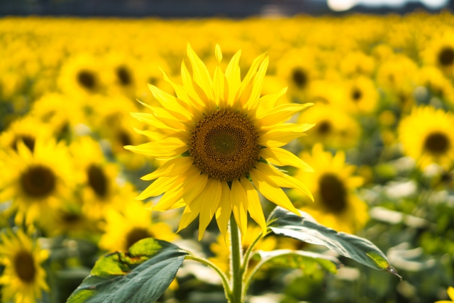 【山口県のひまわり畑】おすすめスポットまとめ・夏はひまわりで元気をチャージ