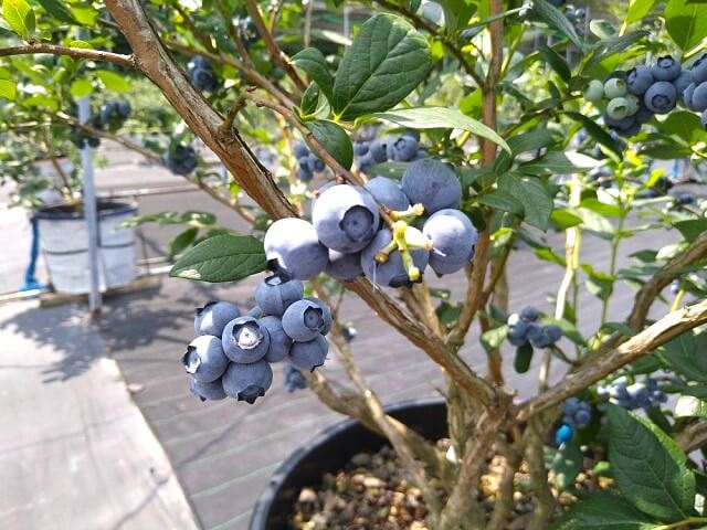 友清りんご園（山口市阿東）でブルーベリー狩りを満喫!!時期や料金なども紹介