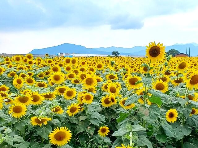 【花の海のひまわり畑】例年の見ごろは?入場料は必要?100万本のひまわりが咲き誇る!!