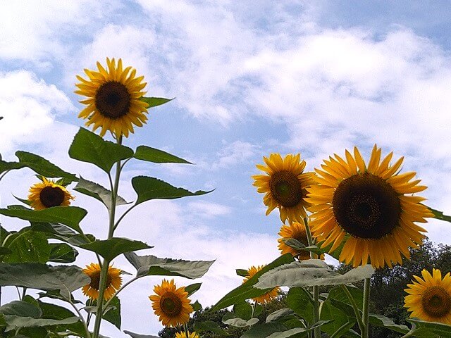 【ときわ公園周遊園路のひまわり畑】場所はどこ?駐車場は?背の高いひまわりがお出迎え