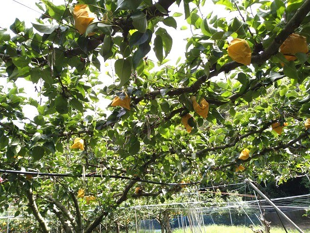 【豊田梨】直売所はどこにある?梨狩りの時期は?下関市豊田町のおいしい特産品をどうぞ!