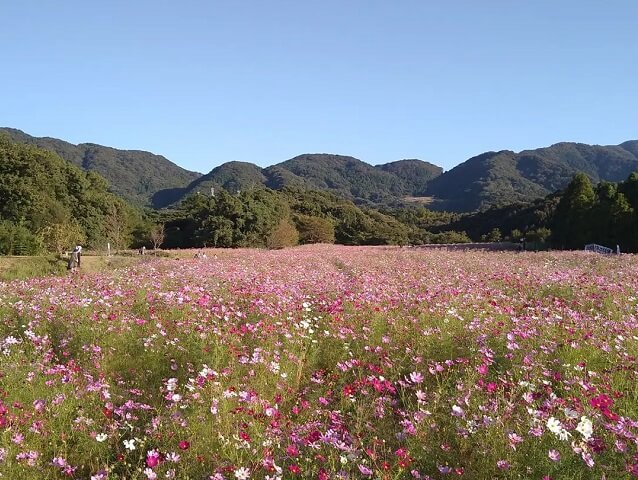 リフレッシュパーク豊浦のコスモス【下関市】100万本のコスモスが咲き誇る名所
