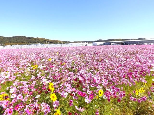 花の海(山陽小野田市)のコスモス畑･見てきた!100万本のコスモスとひまわりも競演中