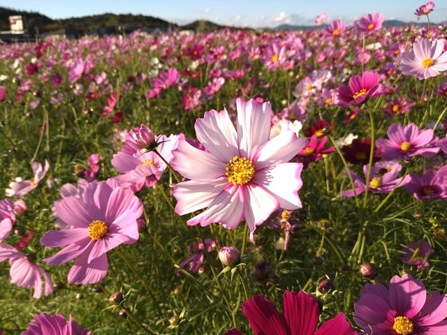 道の駅きららあじす(山口市)のコスモス畑･約20万本のコスモスを楽しめるスポット