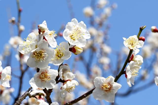山口県の梅の名所【おすすめ6選】早春を彩る梅の花を楽しめるスポット紹介