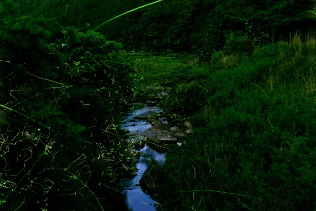 【山口県のホタル祭り2024】一の坂川や豊田などでホタルとイベントを楽しもう