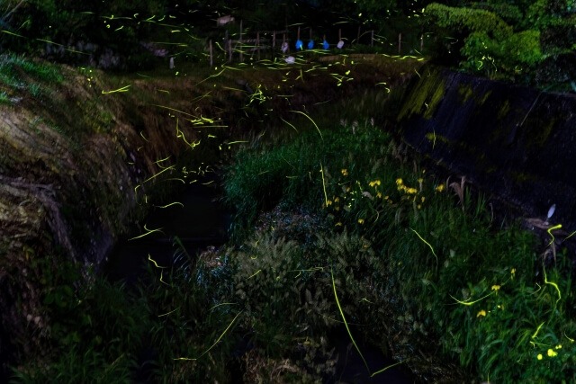 豊田町のホタル祭り2024【下関市】打上げ花火も!!日本有数のホタルの里のお祭り