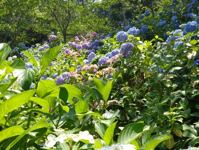 果子乃季あじさい園【柳井市】山口県内最大級!!2万株のあじさいがお出迎え