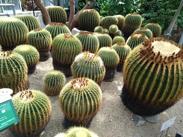 【ときわミュージアム】駐車場はどこが近い?「世界を旅する植物館」には珍しい植物がたくさん!