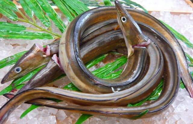 鱧(はも)の旬や産地、栄養は?山口県を代表する鱧のあれこれをご紹介!