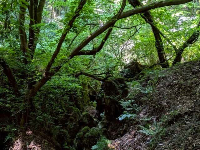 大正洞受付から洞入口へ続く森の道