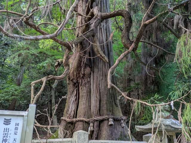 出雲神社（山口）大杉