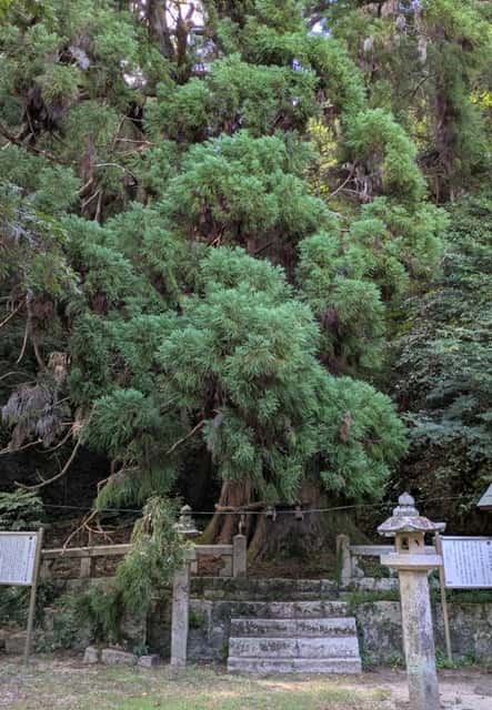 出雲神社（山口）の大杉・遠景