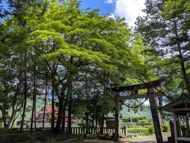 出雲神社（山口）境内の木々