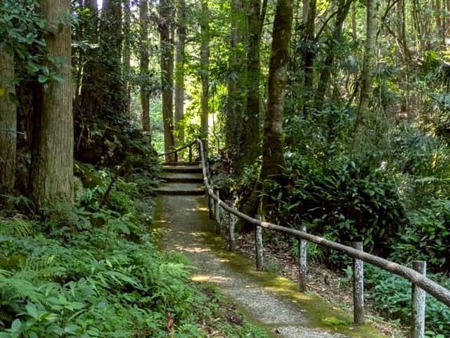 大正洞受付から洞入口へ続く森の道