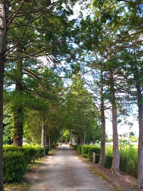 出雲神社（山口）参道の杉並木